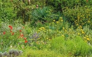L'Ami des Jardins 1177 COSMOPOLITE ET MÉDITERRANÉEN