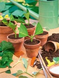 L'Ami des Jardins 1177 C'est la base !