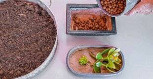 L'Ami des Jardins 1177 Les succulentes