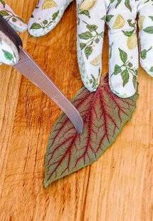 L'Ami des Jardins 1177 Des boutures pas comme les autres