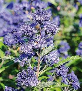 L'Ami des Jardins 1177 À BOUTURER À D'AUTRES SAISONS
