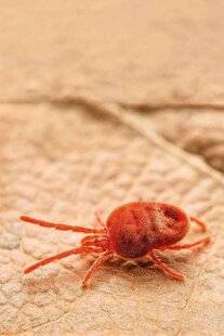 L'Ami des Jardins 1177 Les aoûtats, petits démons de l'été