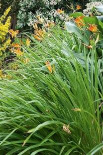 L'Ami des Jardins 1177 Un brin de toilette pour les hémérocalles