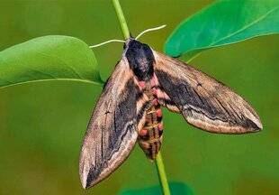 L'Ami des Jardins 1177 À CHAQUE RÉGION SON CLIMAT
