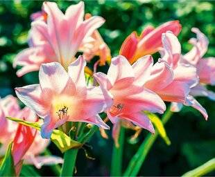 L'Ami des Jardins 1177 DES FAUX-AIRS D'AMARYLLIS