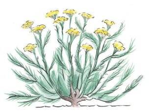 L'Ami des Jardins 1177 TAILLER L'IMMORTELLE
