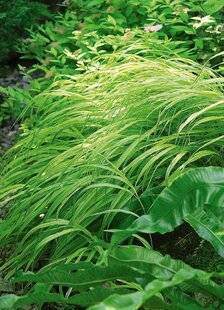 L'Ami des Jardins 1177 SUPERBE À L'OMBRE