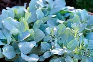 L'Ami des Jardins 1177 RÉCUPÉRER ET SEMER LES GRAINES DE LA PLANTE-HUÎTRE