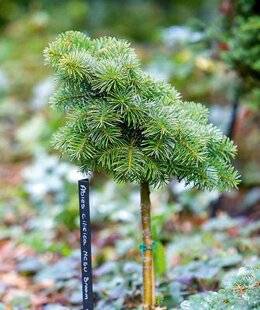 L'Ami des Jardins 1177 BOUTURER DES SAPINS