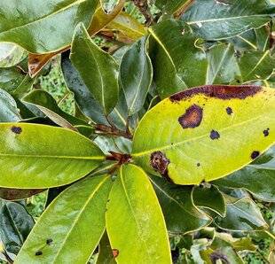 L'Ami des Jardins 1177 DES TACHES SUR LES FEUILLES DU MAGNOLIA À GRANDES FLEURS