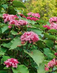 L'Ami des Jardins 1177 DES CLÉRODENDRONS ÉCLATANTS EN MASSIF