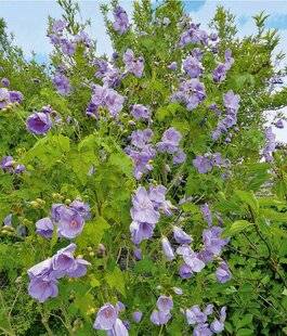 L'Ami des Jardins 1177 JE TAILLE MON ABUTILON À FEUILLES DE VIGNE