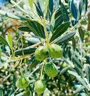 L'Ami des Jardins 1177 ATTENTION AUX DEGÂTS DE LA MOUCHE DE L'OLIVE