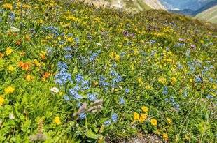 L'Ami des Jardins 1177 Pelouse alpine