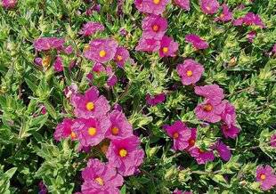 L'Ami des Jardins 1177 BOUTURER LES CISTES