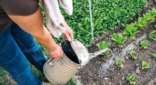 L'Ami des Jardins 1177 UNE PARADE NATURELLE CONTRE LES TAUPINS