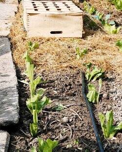 L'Ami des Jardins 1177 RÉUSSIR SES LÉGUMES D'AUTOMNE
