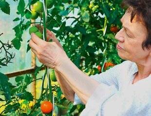 L'Ami des Jardins 1177 « FAIRE SES GRAINES » DE TOMATE
