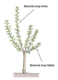L'Ami des Jardins 1177 RÉÉQUILIBRER UN GOBELET