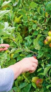L'Ami des Jardins 1177 POURQUOI TAILLER EN VERT LES ARBRES FRUITIERS ?