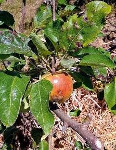 L'Ami des Jardins 1177 COMMENT BIEN SOIGNER LA TAVELURE DU POMMIER