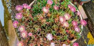 L'Ami des Jardins 1177 DES FLEURS POUR UNE EXPOSITION PLEIN SUD