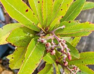 L'Ami des Jardins 1177 LUTTER CONTRE LA SEPTORIOSE DE L'ARBOUSIER