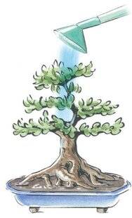L'Ami des Jardins 1177 AIDER LES BONSAÏS À SUPPORTER LA CANICULE