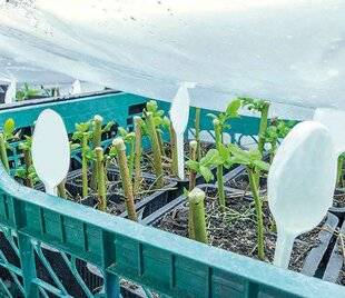 L'Ami des Jardins 1177 UN MINITUNNEL POUR PROTÉGER LES BOUTURES