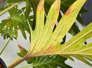 L'Ami des Jardins 1177 DES TACHES SUR LES FEUILLES DU PHILODENDRON SELLOUM