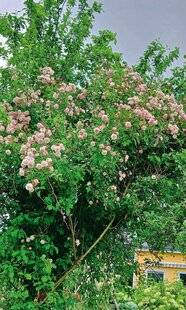 L'Ami des Jardins 1177 FLORAISON EXCEPTIONNELLE