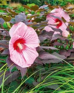 L'Ami des Jardins 1177 HIBISCUS DES MARAIS 'KOPPER KING'