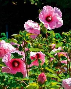 L'Ami des Jardins 1177 HIBISCUS DES MARAIS PLANET® SOLÈNE