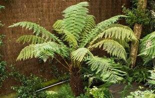 L'Ami des Jardins 1177 La palette de Stéphane