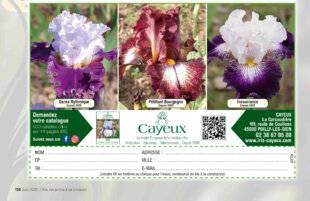 L'Ami des Jardins 1177 CAYEUX