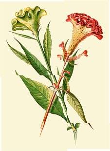 L'Ami des Jardins 1177 LA CÉLOSIE