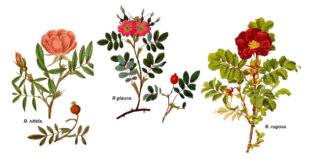 L'Ami des Jardins 1178 DES ROSIERS pour l'automne et l'hiver