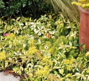 L'Ami des Jardins 1178 À l'ombre en sol sec