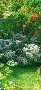 L'Ami des Jardins 1178 Au soleil en sol frais