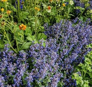 L'Ami des Jardins 1178 UN RAVISSANT COUVRE-SOL