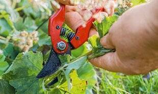 L'Ami des Jardins 1178 RABATTRE LES ALCHÉMILLES