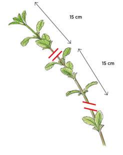 L'Ami des Jardins 1178 MULTIPLIER PAR BOUTURE LES SAUGES ARBUSTIVES