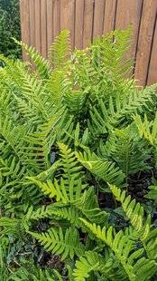 L'Ami des Jardins 1178 UN RETOUR EN FORCE