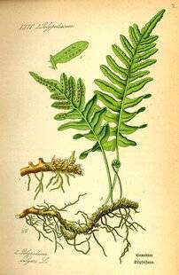 L'Ami des Jardins 1178 Réglisse