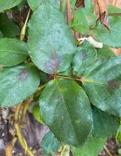 L'Ami des Jardins 1178 LUTTER CONTRE LA MALADIE DES TACHES NOIRES DU ROSIER