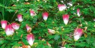 L'Ami des Jardins 1178 POMPONS ET HOUPPETTES