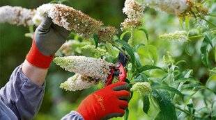 L'Ami des Jardins 1178 NETTOYER LES ARBRES AUX PAPILLONS