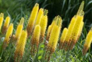 L'Ami des Jardins 1178 Steppe