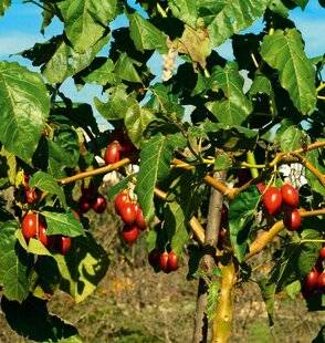 L'Ami des Jardins 1178 LE TAMARILLO, FAUSSE TOMATE MAIS VRAI DÉLICE