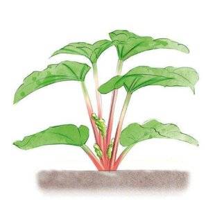 L'Ami des Jardins 1178 BLANCHIR LA RHUBARBE